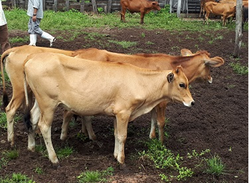 Você está visualizando atualmente Cooperação técnica vai fortalecer a agropecuária do Maranhão – 28/01/2020