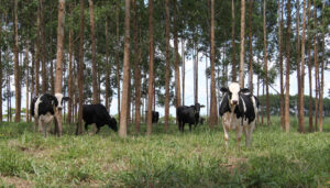 Leia mais sobre o artigo Embrapa, IFMT e Senar-MT promovem capacitação e dia de campo sobre ILPF em Cáceres – 07/02/2020