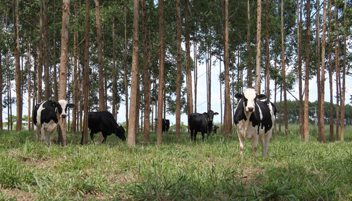 Você está visualizando atualmente Embrapa, IFMT e Senar-MT promovem capacitação e dia de campo sobre ILPF em Cáceres – 07/02/2020