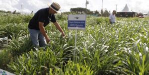 Leia mais sobre o artigo Vitrine Embrapa valoriza integração Lavoura-Pecuária na Abertura Oficial da Colheita do Arroz – 13/02/2020