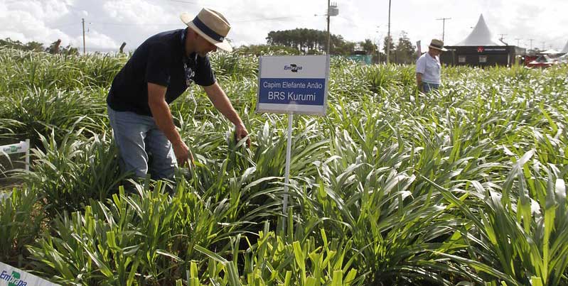 Você está visualizando atualmente Vitrine Embrapa valoriza integração Lavoura-Pecuária na Abertura Oficial da Colheita do Arroz – 13/02/2020