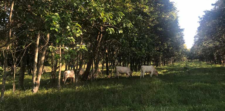 Você está visualizando atualmente Árvores nativas favorecem serviços ambientais em sistemas de integração agropecuários – 10/02/2020