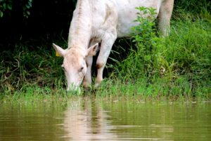 Leia mais sobre o artigo Mudanças climáticas impactam na disponibilidade de água na agropecuária – 18/02/2020