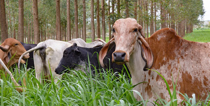 Você está visualizando atualmente Dia de campo no DF mostra Integração Lavoura-Pecuária-Floresta na pecuária leiteira – 06/03/2020