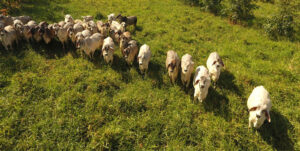 Leia mais sobre o artigo Rede ILPF realiza Dia de Campo em Curvelo, Minas Gerais – 05/03/2020