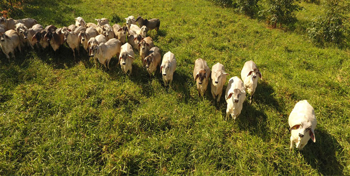 Você está visualizando atualmente Rede ILPF realiza Dia de Campo em Curvelo, Minas Gerais – 05/03/2020