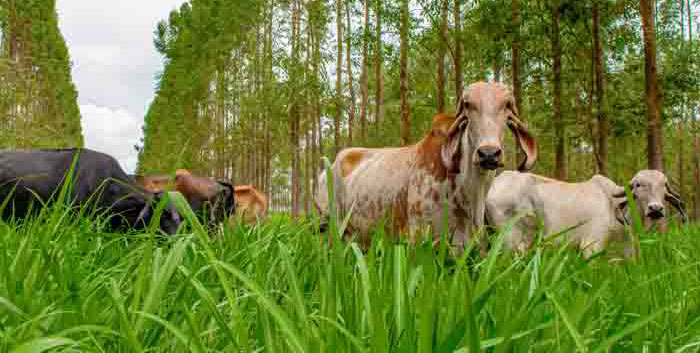 Você está visualizando atualmente Vacas que pastejam na sombra produzem quatro vezes mais embriões – 10/03/2020