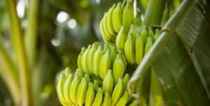 Leia mais sobre o artigo Cultura da banana é inserida no Zoneamento Agrícola de Risco Climático – 10/03/2020