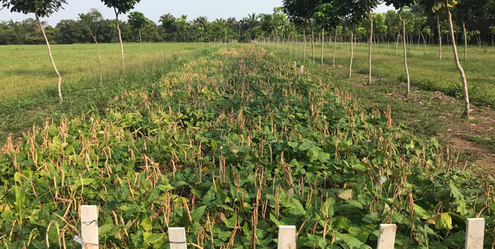 Você está visualizando atualmente Plantio consorciado de seringueiras melhora renda de produtores familiares – 03/03/2020