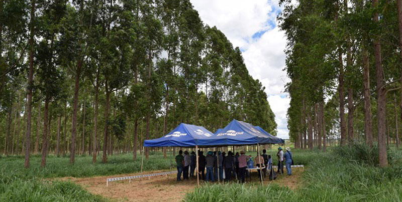 Você está visualizando atualmente Sistemas de Integração Lavoura-Pecuária-Floresta oferecem diferentes vantagens ao produtor – 30/03/2020