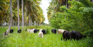 Leia mais sobre o artigo Artigo – Cultivo do coqueiro (Cocos nucifera l) em sistemas integrados de produção e sua adequação ao programa de agricultura de baixo carbono (ABC) – 08/03/2020