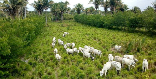 Você está visualizando atualmente Pecuária e babaçu têm convivência sustentável em sistema ILPF, aponta estudo da Embrapa Cocais – 17/04/2020