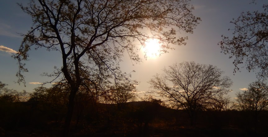 Leia mais sobre o artigo 28 de abril: um dia para celebrar a Caatinga