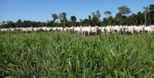 Leia mais sobre o artigo Embrapa mostra tecnologias usadas em fazenda com ILP em dia de campo online – 22/05/2020