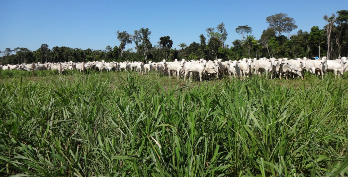 Você está visualizando atualmente Embrapa mostra tecnologias usadas em fazenda com ILP em dia de campo online – 22/05/2020