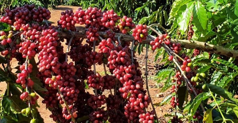 Você está visualizando atualmente Amazônia em Foco: Segunda live da série fala sobre café na região – 19/05/2020