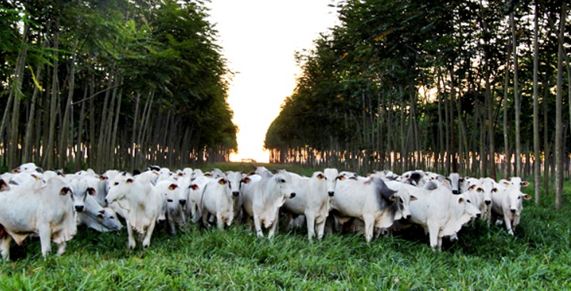 Você está visualizando atualmente Adoção de ILPF aumenta renda e sustentabilidade em propriedade de Goiás – 08/06/2020