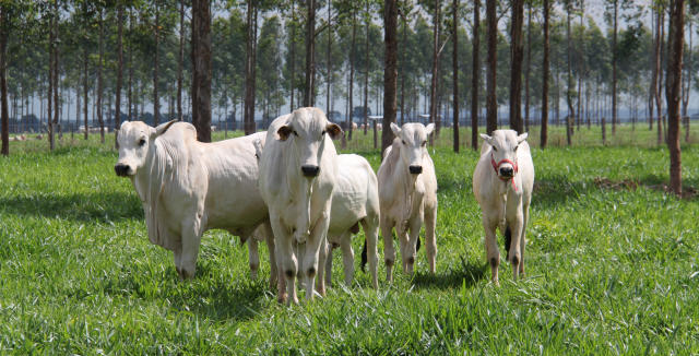 Você está visualizando atualmente Embrapa divulga estudo inédito sobre tendências para a cadeia de carne bovina – 03/07/2020