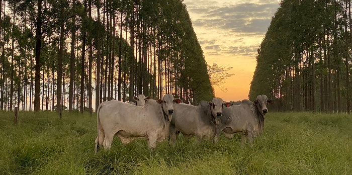 Você está visualizando atualmente ILPF promove intensificação agropecuária sustentável – 15/07/2020