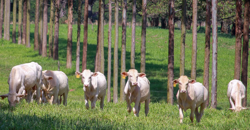 Você está visualizando atualmente Soluções para manejo de ILPF serão apresentadas durante simpósio em novembro – 30/09/2020