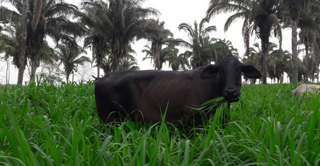 Você está visualizando atualmente Seminário internacional on-line aborda sistemas agrossilvipastoris na América Latina e no Caribe – 26/08/2020