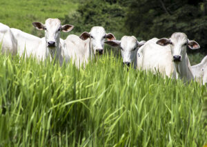 Leia mais sobre o artigo Pesquisa desenvolve protocolo para produzir carne neutralizando emissões de gases – 01/09/2020