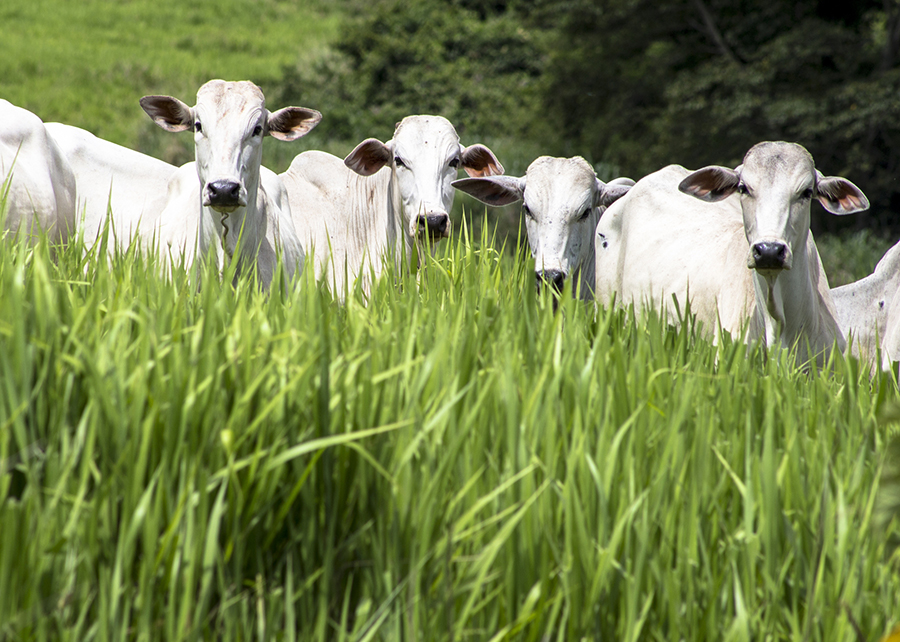 Você está visualizando atualmente Pesquisa desenvolve protocolo para produzir carne neutralizando emissões de gases – 01/09/2020