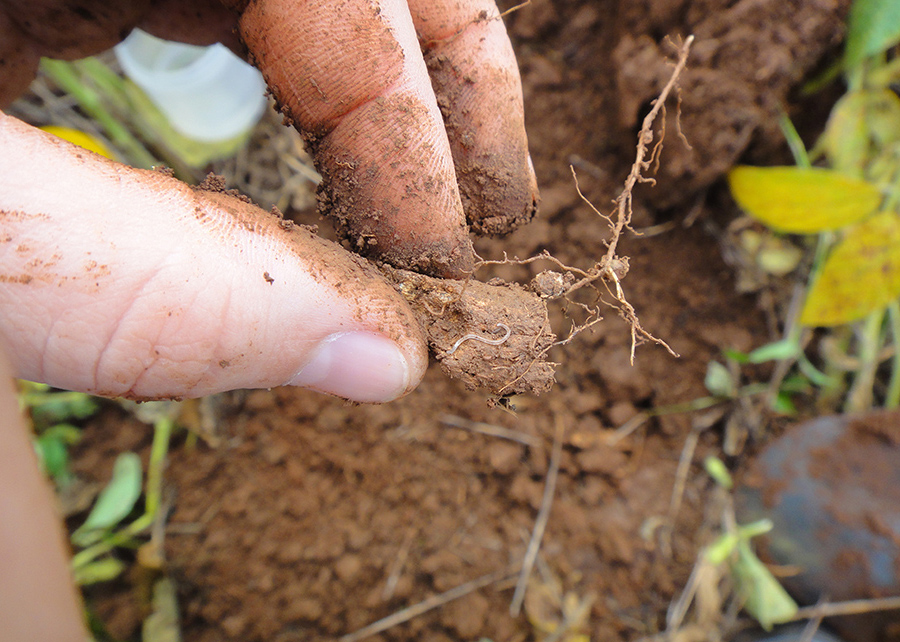 Você está visualizando atualmente Pesquisadores identificam 20 novas espécies de microminhocas no Cerrado – 08/09/2020