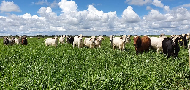 Você está visualizando atualmente Projeto Trijunção produz carne com baixa emissão de carbono – 29/09/2020