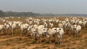 Leia mais sobre o artigo Dia de campo on-line vai mostrar transição da pecuária para a lavoura em sistema ILP – 23/10/2020