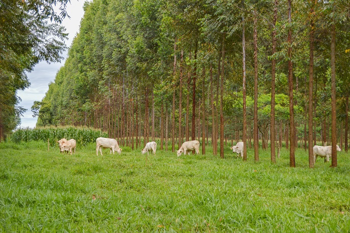 Você está visualizando atualmente Bem-estar animal em ILPF vai além do conforto térmico – 28/10/2020