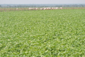 Leia mais sobre o artigo Integração de sistemas agrícolas, pecuários e florestais é estratégia rentável e sustentável para produtores rurais – 06/11/2020