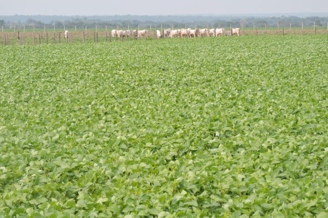 Você está visualizando atualmente Integração de sistemas agrícolas, pecuários e florestais é estratégia rentável e sustentável para produtores rurais – 06/11/2020