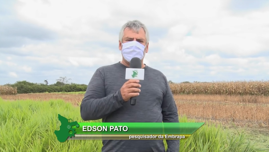 Você está visualizando atualmente Programa Sergipe Rural destaca experimento com grãos e braquiária – 19/11/2020