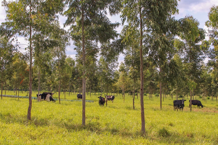 Você está visualizando atualmente Especialistas discutem opções sustentáveis de produção agropecuária – 19/11/2020