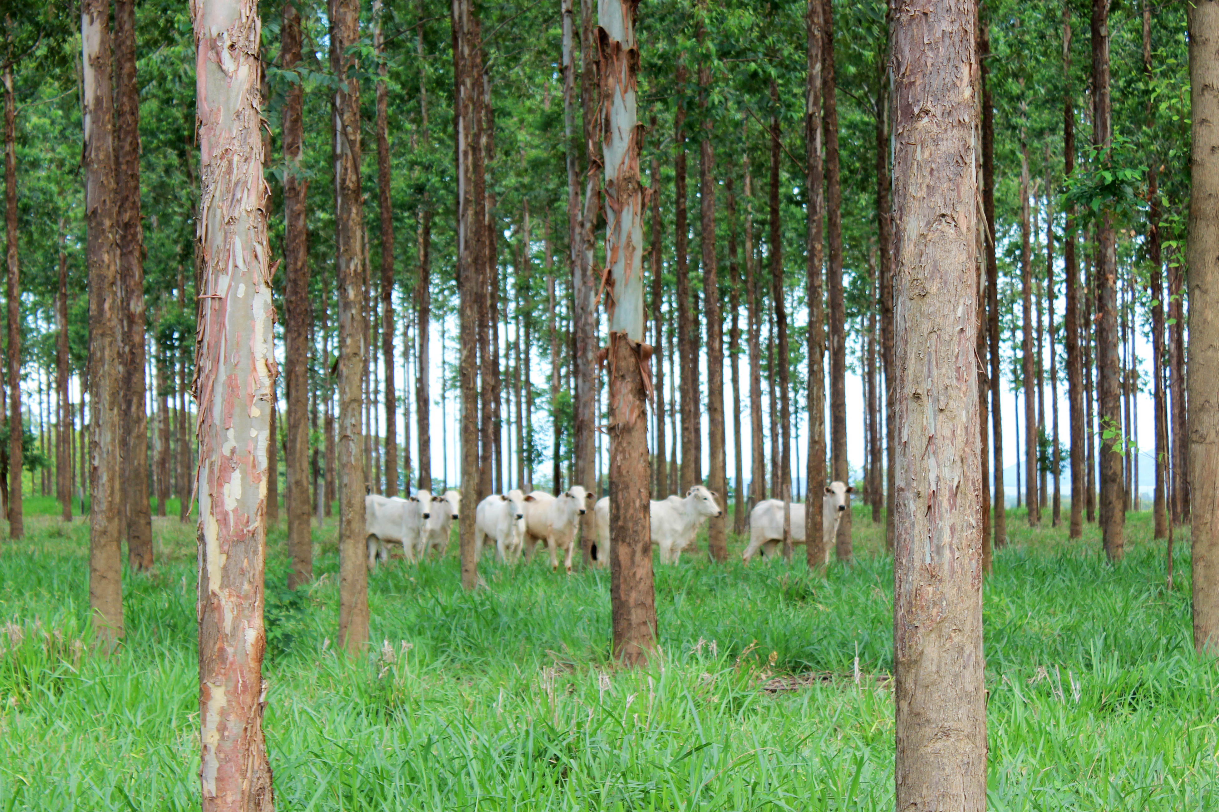 Leia mais sobre o artigo Banco de dados compartilha dados geoespaciais do Projeto Carne Carbono Neutro – 04/12/2020