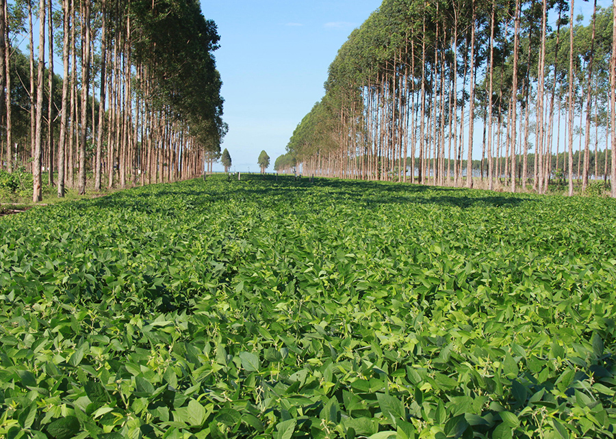 Você está visualizando atualmente Lavoura pode manter produtividade mesmo com árvores crescidas em sistemas ILPF – 17/11/2020