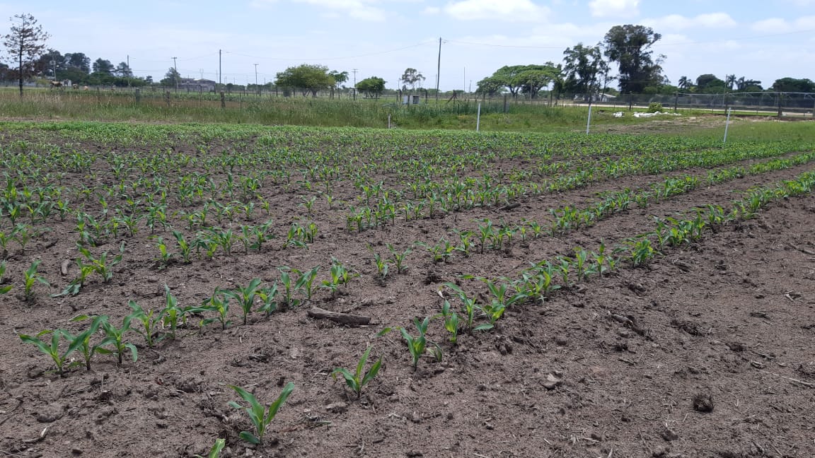 Você está visualizando atualmente Embrapa recebe apoio do Mapa para a realização da Abertura da Colheita do Arroz no Capão do Leão – 11/12/2020