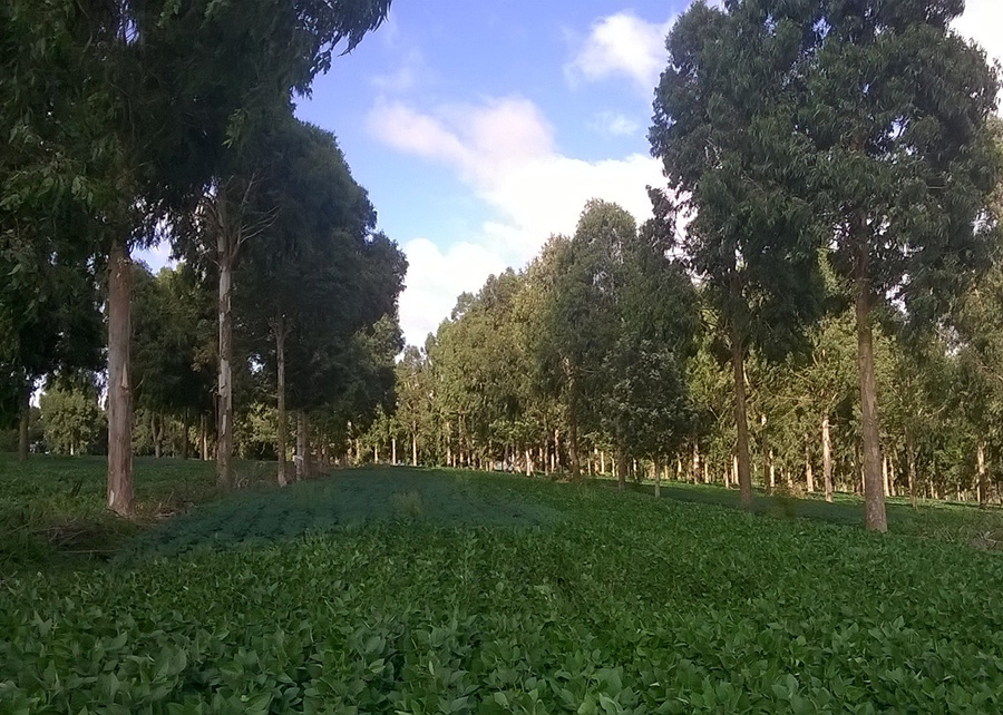 Você está visualizando atualmente Pesquisas comprovam que árvores no campo reduzem doenças nas lavoura – 15/12/2020