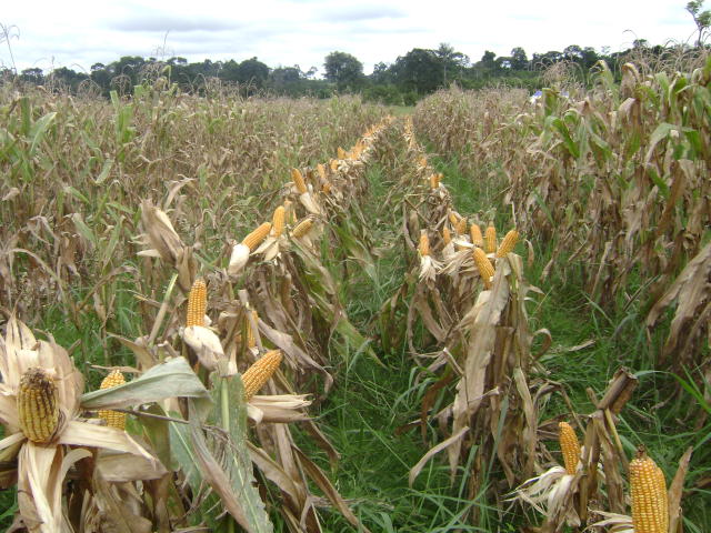 Você está visualizando atualmente Artigo: Novas atitudes no manejo de sistemas de produção agropecuários – 25/02/2021