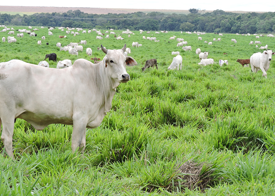 Você está visualizando atualmente Sistema ILP associa desempenho econômico e menor custo ambiental – 06/04/2020