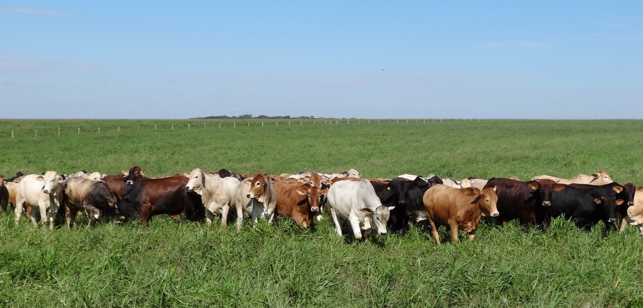 Você está visualizando atualmente ILP é tema de evento na Embrapa Agropecuária Oeste