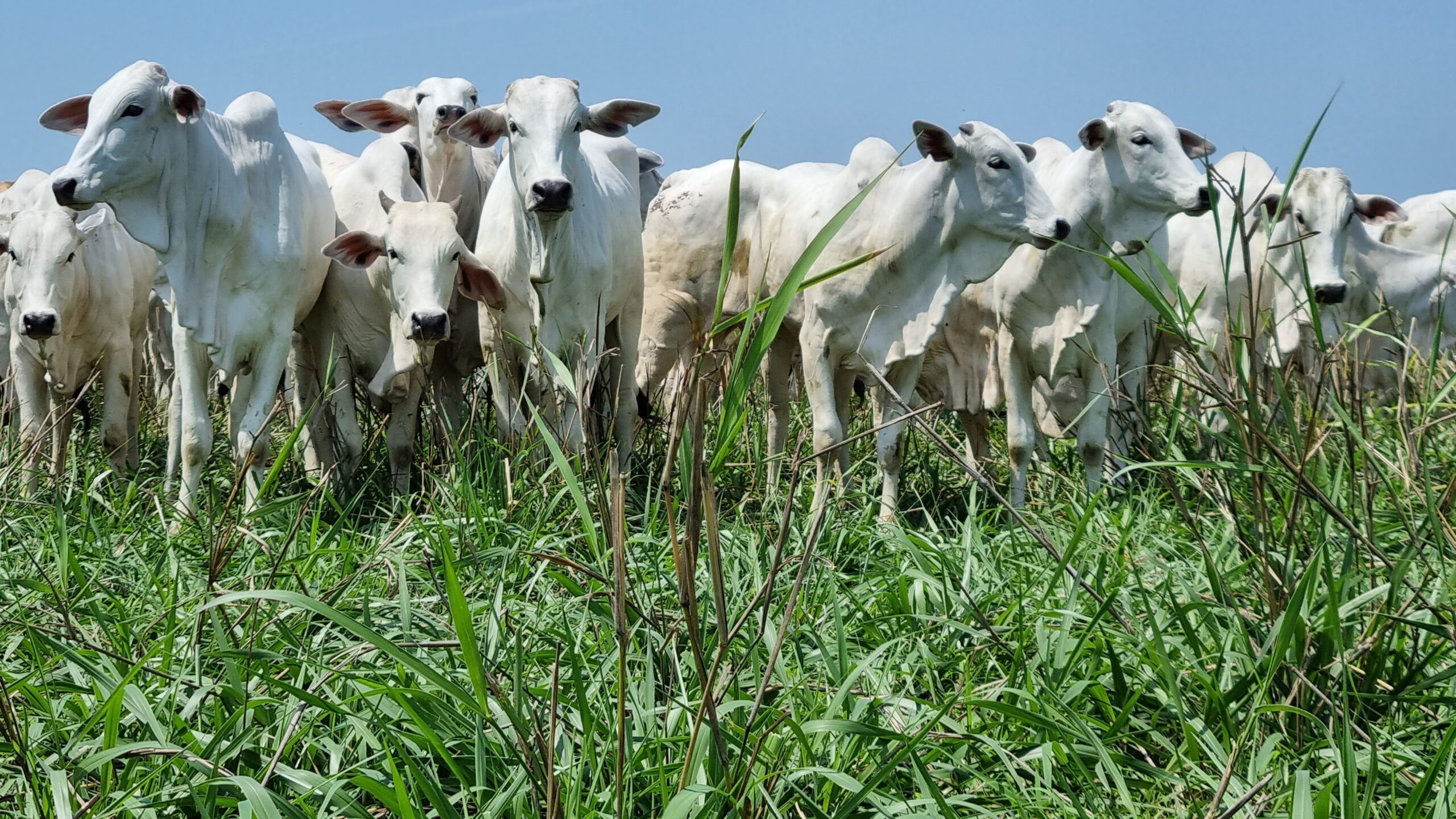 Leia mais sobre o artigo <strong>Fazenda Pontal – Nova Guarita (MT)</strong>