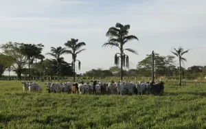 Leia mais sobre o artigo TIMAC Agro e Rede ILPF: juntas por um agronegócio sustentável e produtivo!