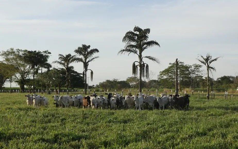 Você está visualizando atualmente TIMAC Agro e Rede ILPF: juntas por um agronegócio sustentável e produtivo!