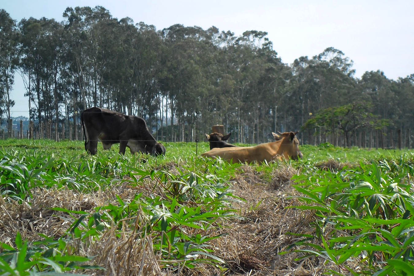 No momento, você está visualizando ILPF tem enorme potencial para expansão no noroeste do Paraná, diz secretário de Agricultura