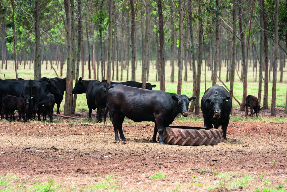 No momento, você está visualizando Reportagem da Globo Rural destaca resultados socioeconômicos e ambientais do Sistema ILPF