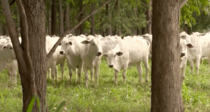 Leia mais sobre o artigo Dia de Campo comemorou dez anos de implantação do Sistema ILPF na Fazenda Campina do Grupo Carlos Viacava