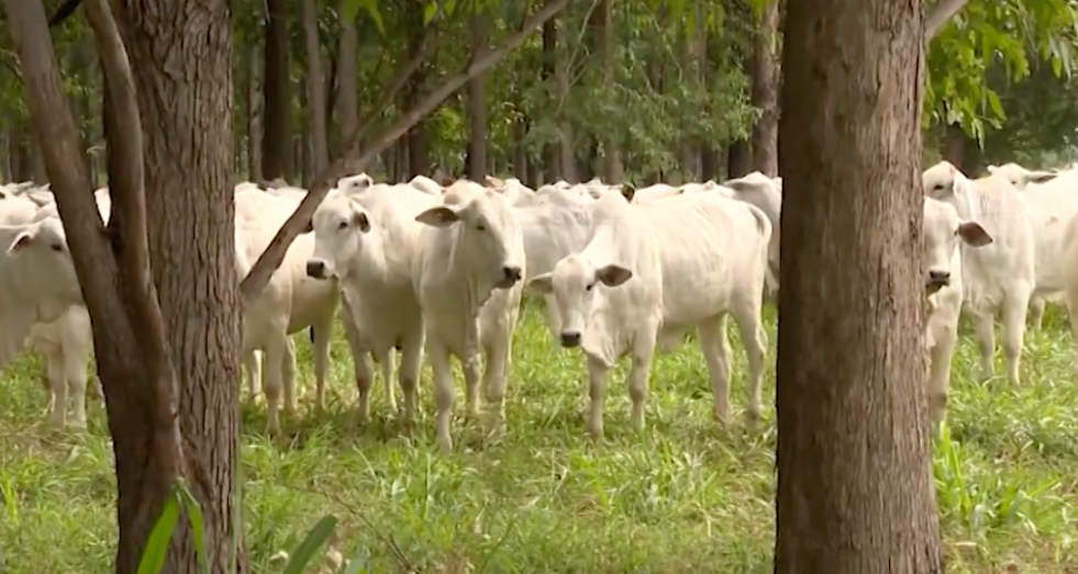 Leia mais sobre o artigo Dia de Campo comemorou dez anos de implantação do Sistema ILPF na Fazenda Campina do Grupo Carlos Viacava