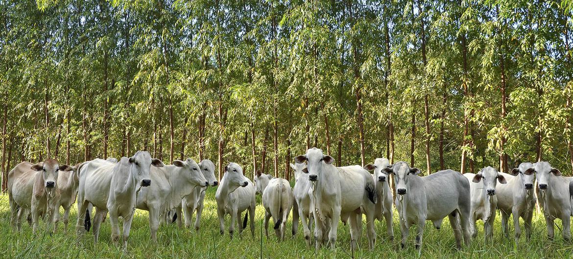 No momento, você está visualizando Citando dados da Rede, reportagem no site da ONU destaca estudo da Embrapa e Banco Mundial sobre benefícios ambientais e socioeconômicos do Sistema ILPF